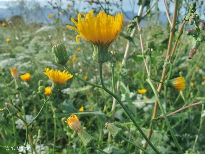 Laiteron des champs (Sonchus arvensis subsp. uliginosus) © Y. Martin