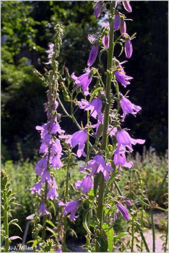 Campanule fausse-raiponce (Campanula rapunculoides) © J.-J. Milan