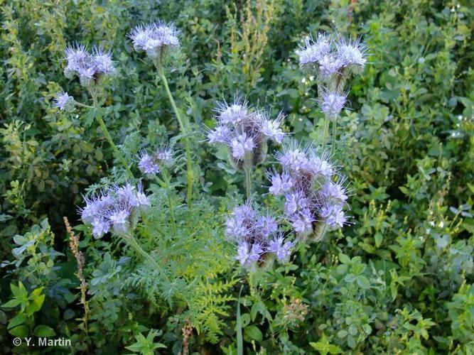 Phacélie à feuilles de Tanaisie (Phacelia tanacetifolia) © Y. Martin