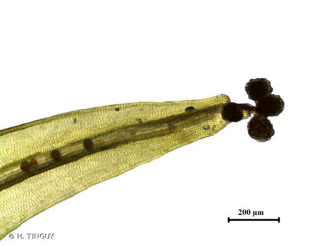 Grimmia hartmanii © H. TINGUY