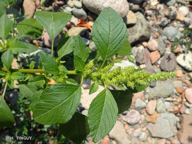 Amarante hybride (Amaranthus hybridus) © H. TINGUY