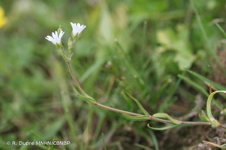 Céraiste douteux (Cerastium dubium) © R. Dupré MNHN/CBNBP