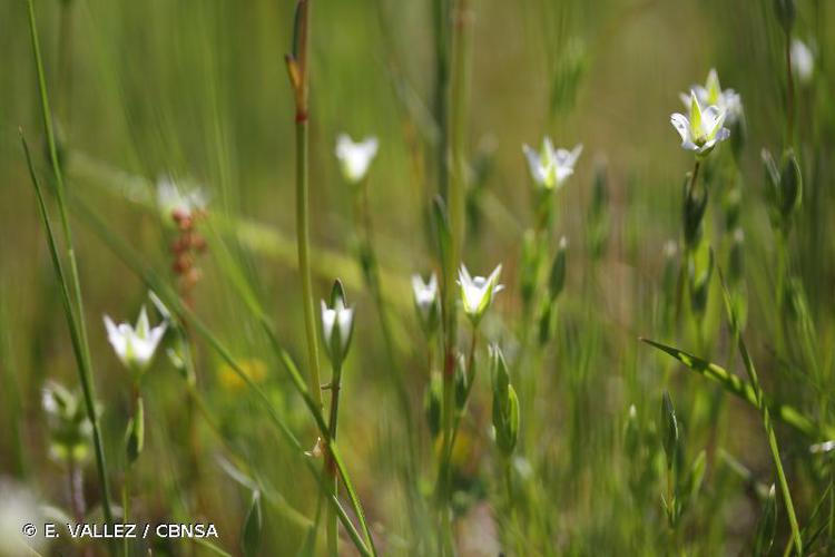 Moenchie commune (Moenchia erecta) © E. VALLEZ / CBNSA