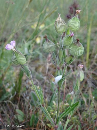 Silène conique (Silene conica) © P. Rouveyrol