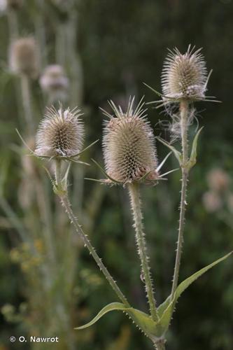 Cardère à feuilles laciniées (Dipsacus laciniatus) © O. Nawrot