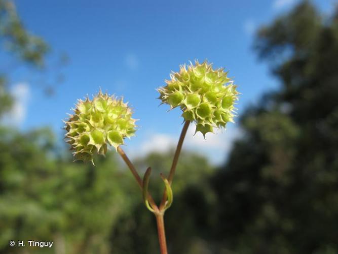 Mâche couronnée (Valerianella coronata) © H. Tinguy