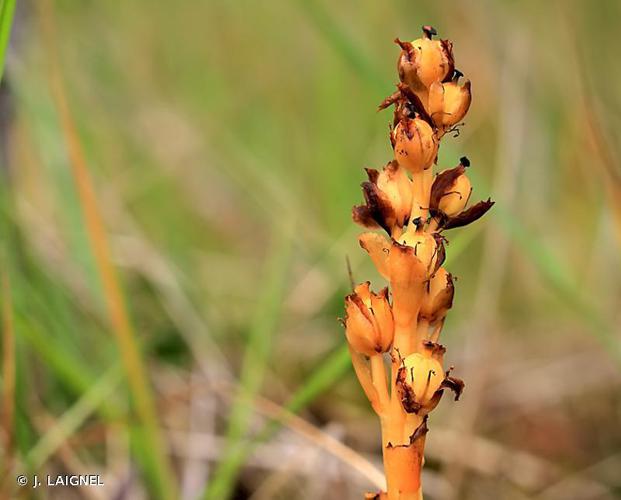 Monotrope sucepin (Monotropa hypopitys) © J. LAIGNEL