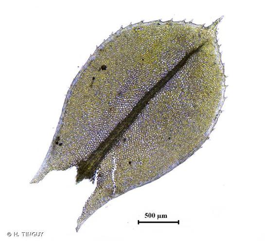 Plagiomnium cuspidatum © H. TINGUY