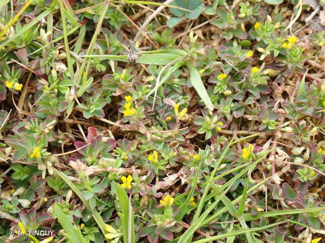 Trèfle à petites fleurs (Trifolium micranthum) © H. TINGUY