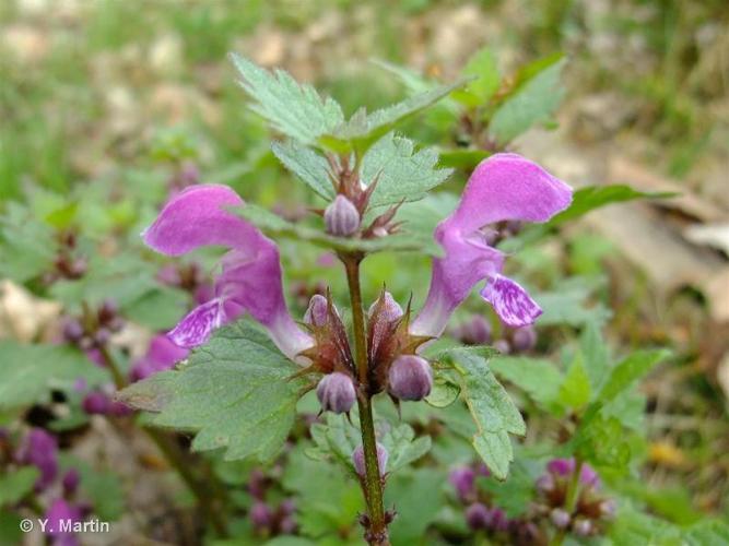 Lamier maculé (Lamium maculatum) © Y. Martin