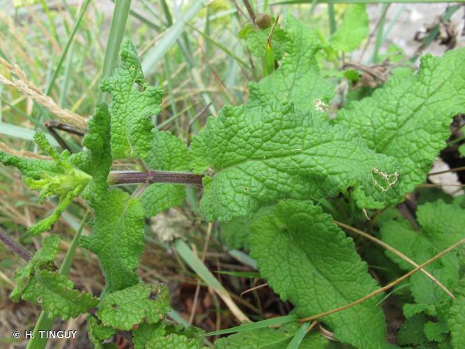 Scrophulaire à feuilles de Germandrée (Scrophularia scorodonia) © H. TINGUY