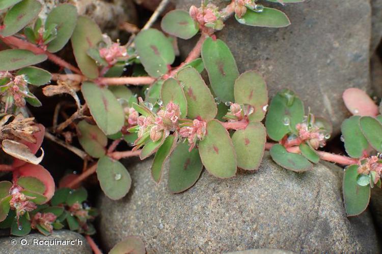 Euphorbe de Jovet (Euphorbia maculata) © O. Roquinarc'h