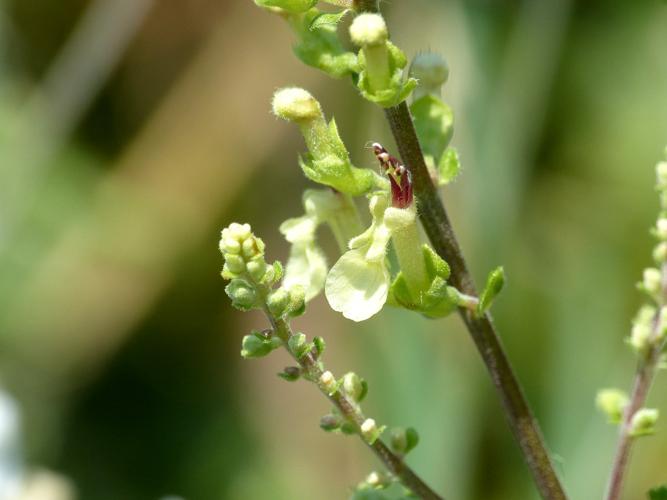 Germandrée (Teucrium scorodonia) © Morvan Debroize