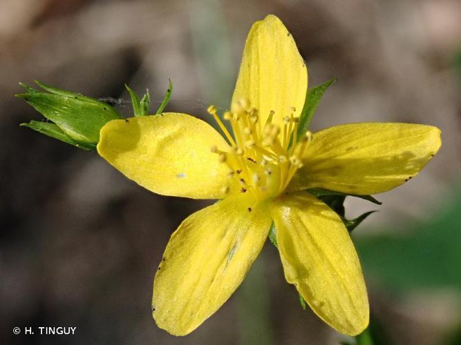 Millepertuis à quatre ailes (Hypericum tetrapterum) © H. TINGUY