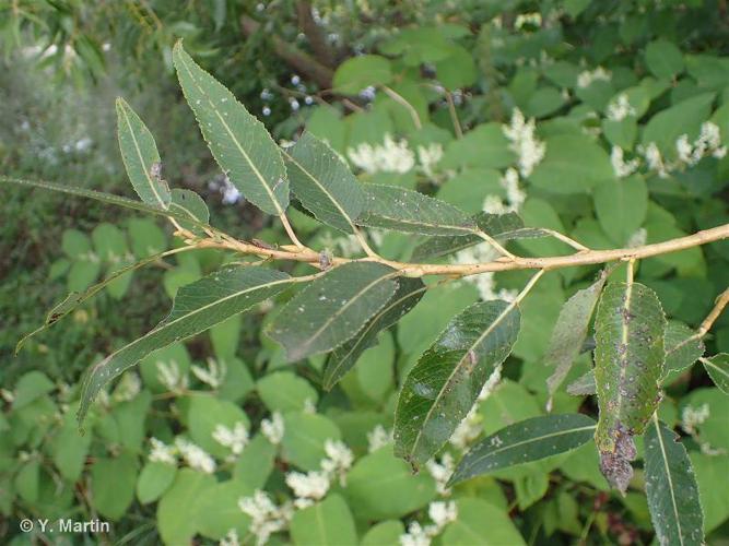 Saule fragile (Salix fragilis) © Y. Martin