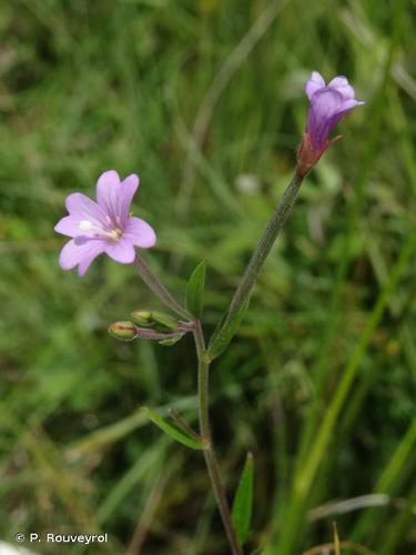 Épilobe vert foncé (Epilobium obscurum) © P. Rouveyrol