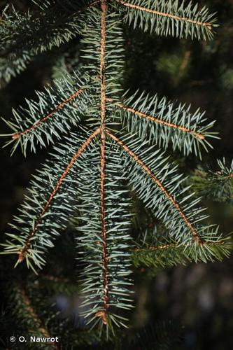 Épicéa de Sitka (Picea sitchensis) © O. Nawrot