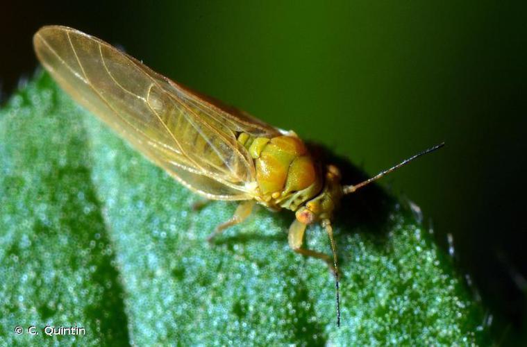 Chamaepsylla hartigii © C. Quintin