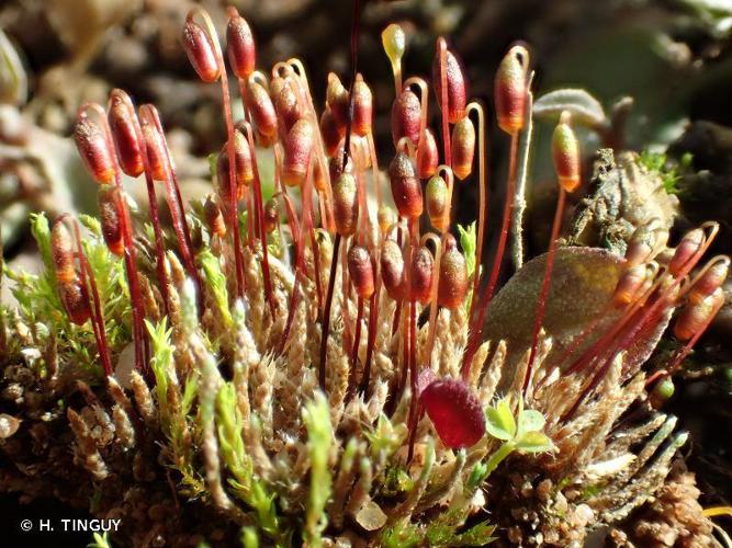 Bryum argenteum © H. TINGUY