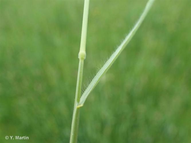 Brome en grappe (Bromus racemosus) © Y. Martin