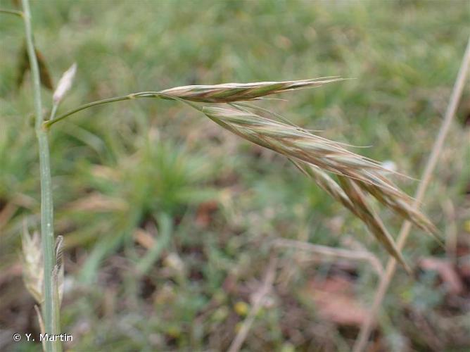 Brome de Sitka (Ceratochloa sitchensis) © Y. Martin