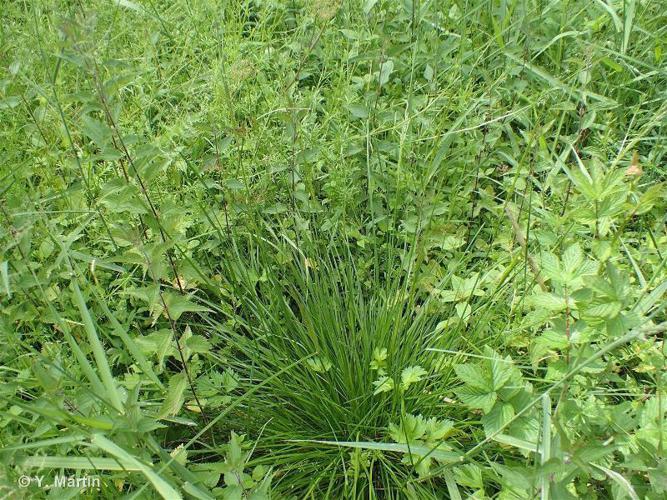 Canche cespiteuse (Deschampsia cespitosa) © Y. Martin