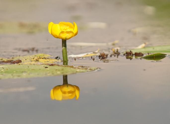 Nénuphar jaune (Nuphar lutea) © Sylvain Montagner