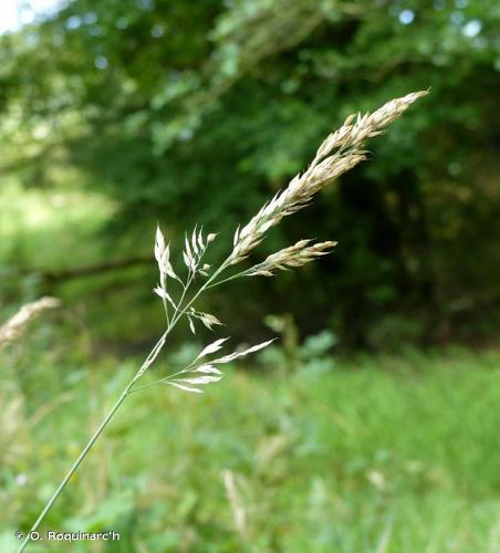 Houlque molle (Holcus mollis) © O. Roquinarc'h