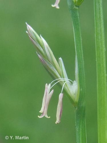 Ivraie vivace (Lolium perenne) © Y. Martin