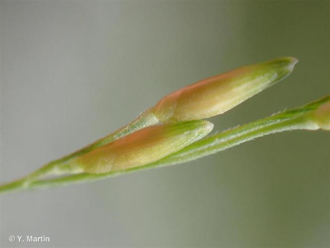 Panic à fleurs dichotomes (Panicum dichotomiflorum) © Y. Martin