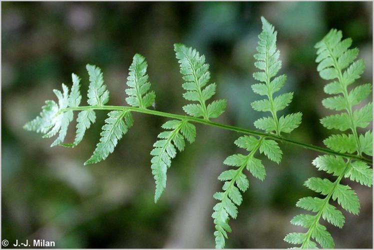 Dryoptéris des chartreux  (Dryopteris carthusiana) © J.-J. Milan