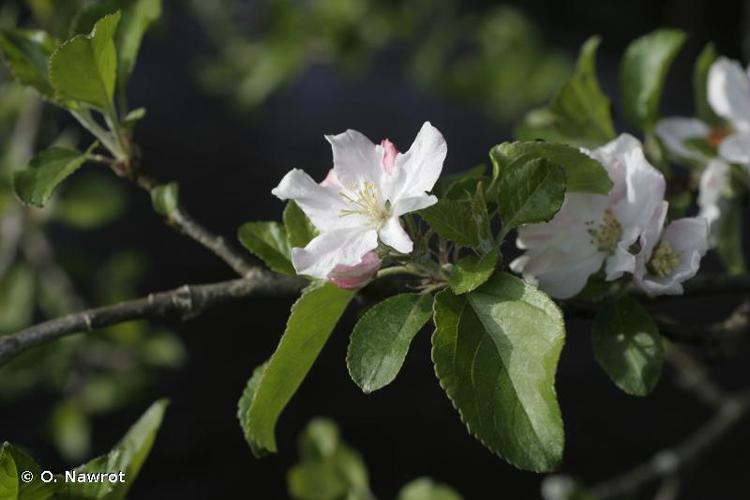 Pommier cultivé (Malus domestica) © O. Nawrot