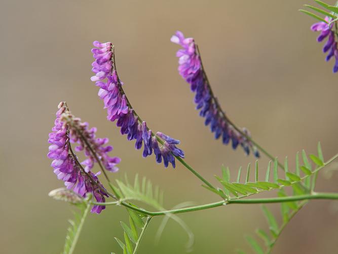 Vesce cracca (Vicia cracca) © Sylvain Montagner