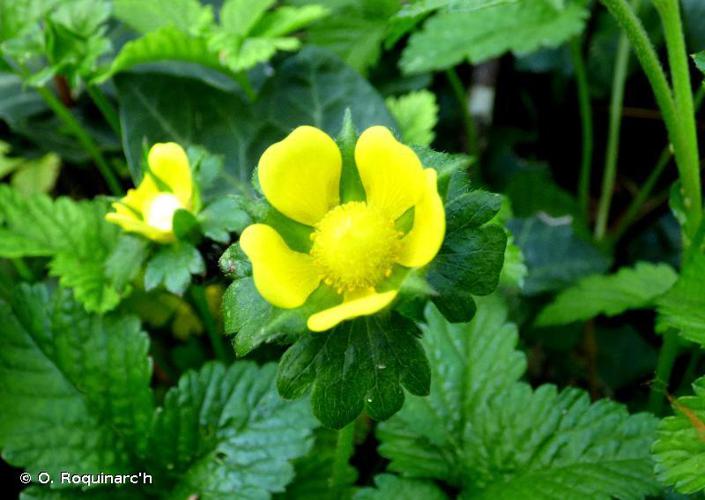 Fraisier de Duchesne (Potentilla indica) © O. Roquinarc'h