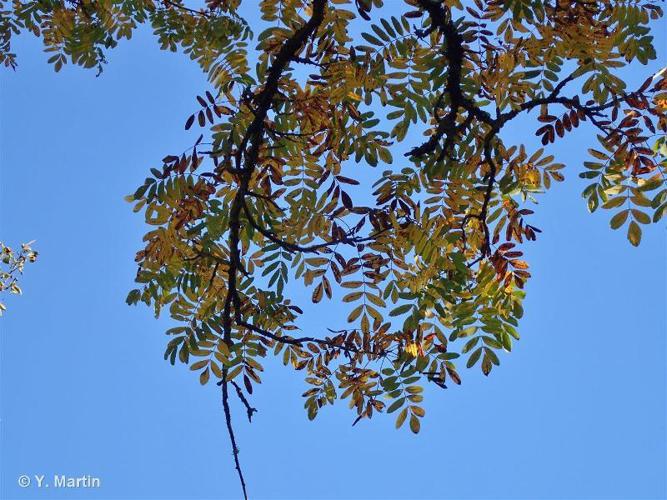 Cormier (Sorbus domestica) © Y. Martin