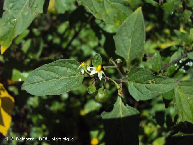 Herbe à calalou (Solanum americanum) © C. Delnatte - DEAL Martinique