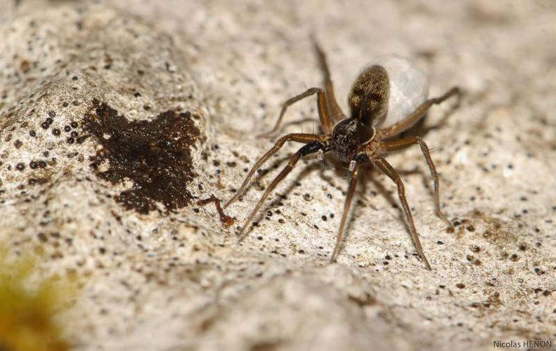 Aulonie mains-blanches (Aulonia albimana) © Nicolas Henon