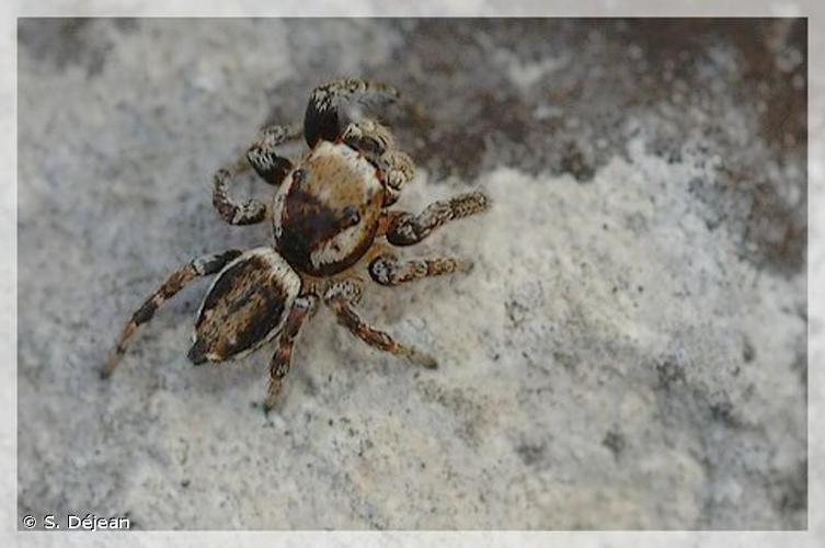 Saltique entouré (Evarcha falcata) © S. Déjean