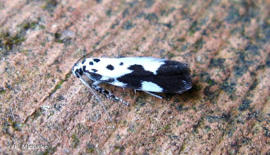 Ethmia quadrillella © F. Michalke