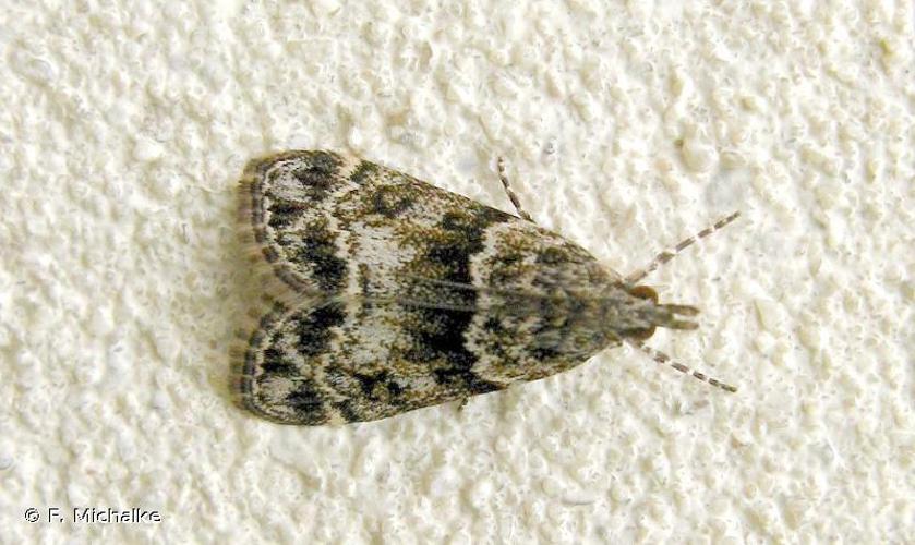 Eudonia lacustrata © F. Michalke