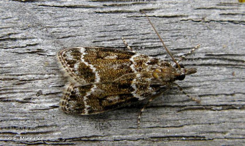 Eudonia mercurella © F. Michalke