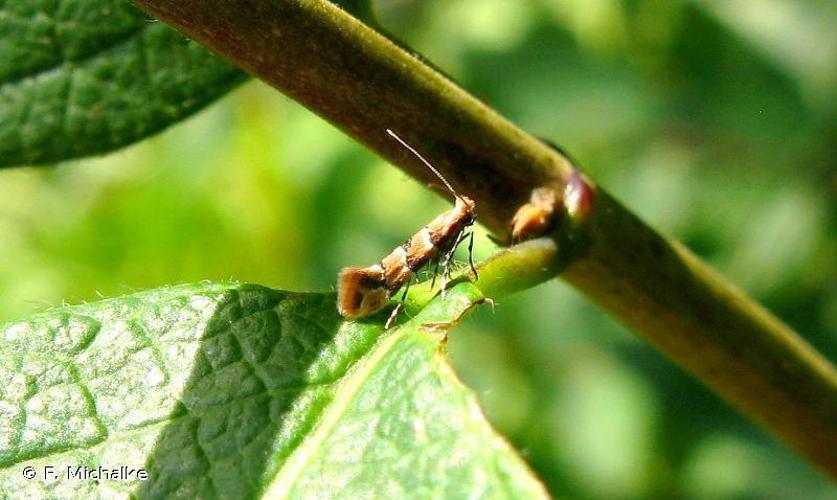 Phyllonorycter trifasciella © F. Michalke