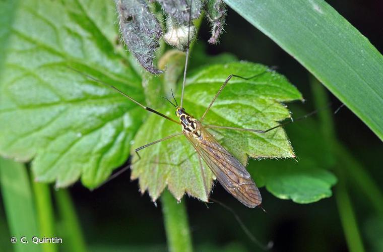 Néphrotome de Pierre (Nephrotoma appendiculata) © C. Quintin