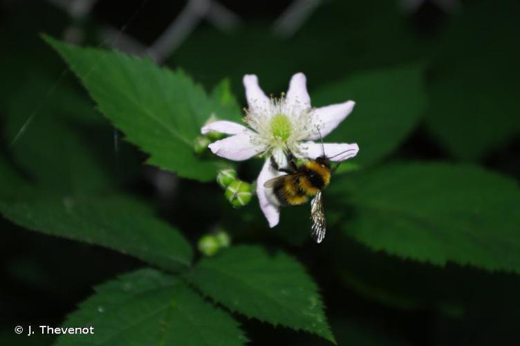 Bourdon des jardins (Bombus hortorum) © J. Thevenot