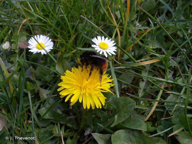 Bourdon des pierres (Bombus lapidarius) © J. Thevenot