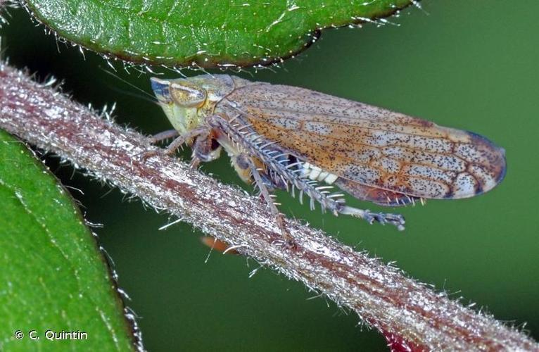 Fieberiella florii © C. Quintin