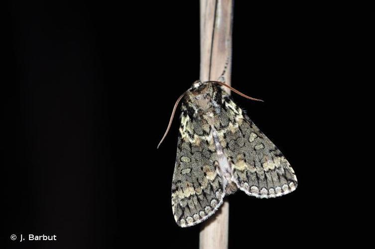 Rieuse (La) (Polyploca ridens) © J. Barbut