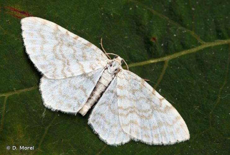 Phalène candide (La) (Asthena albulata) © D. Morel