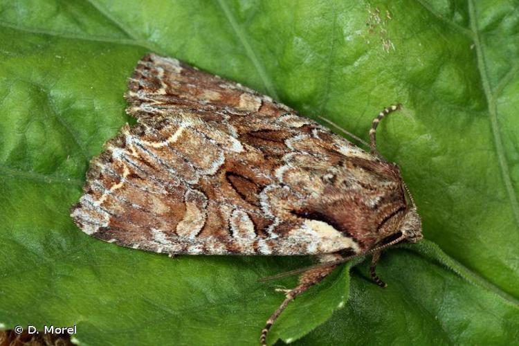 Noctuelle thalassine (La) (Lacanobia thalassina) © D. Morel