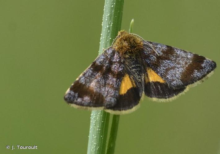 Noctuelle héliaque (La) (Panemeria tenebrata) © J. Touroult